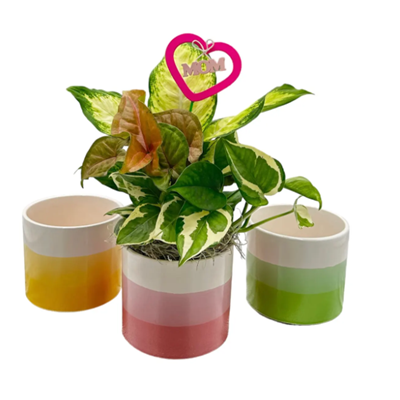 Zora Dish Garden